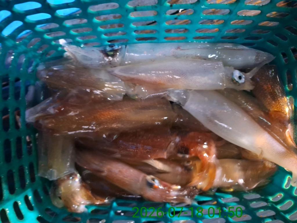 낚시뚜,기타 (직접입력),삼포항,삼포대교낚시,낚시뚜4