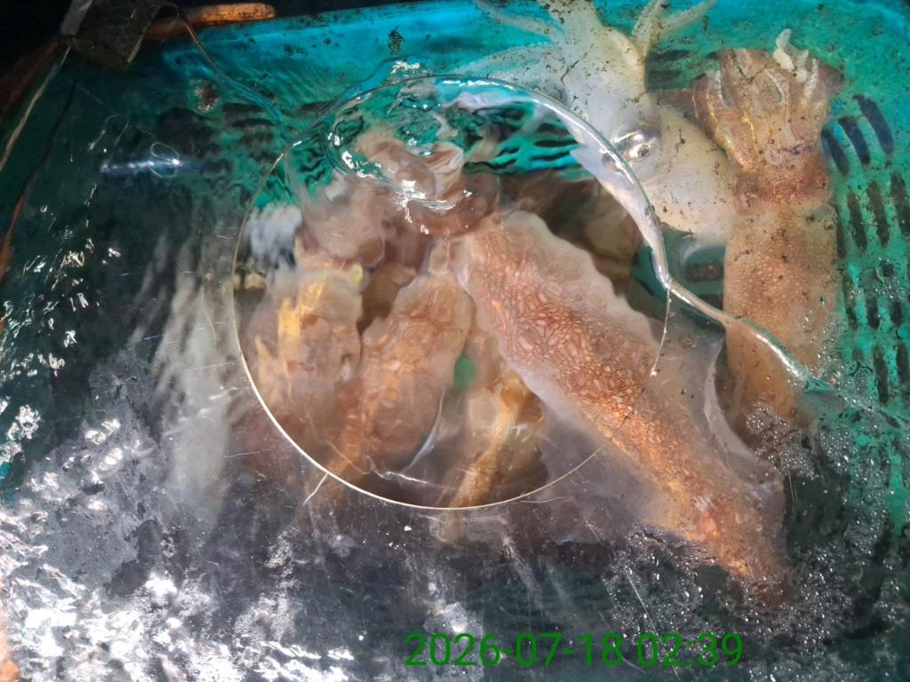 낚시뚜,기타 (직접입력),삼포항,삼포대교낚시,낚시뚜5