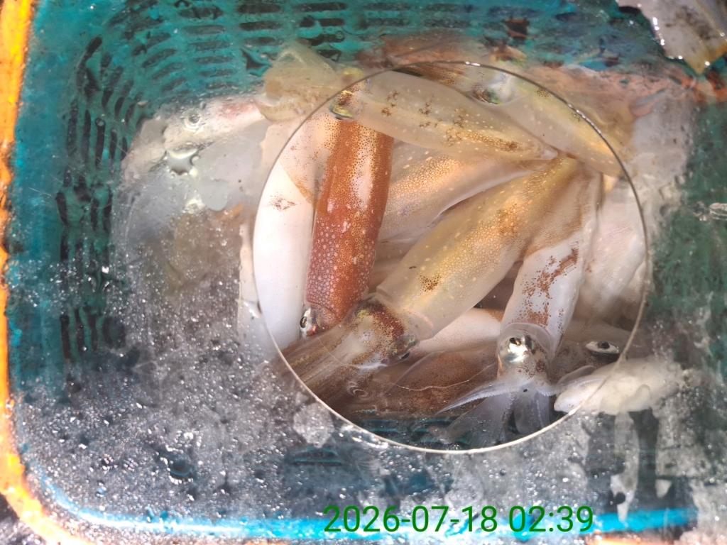 낚시뚜,기타 (직접입력),삼포항,삼포대교낚시,낚시뚜8