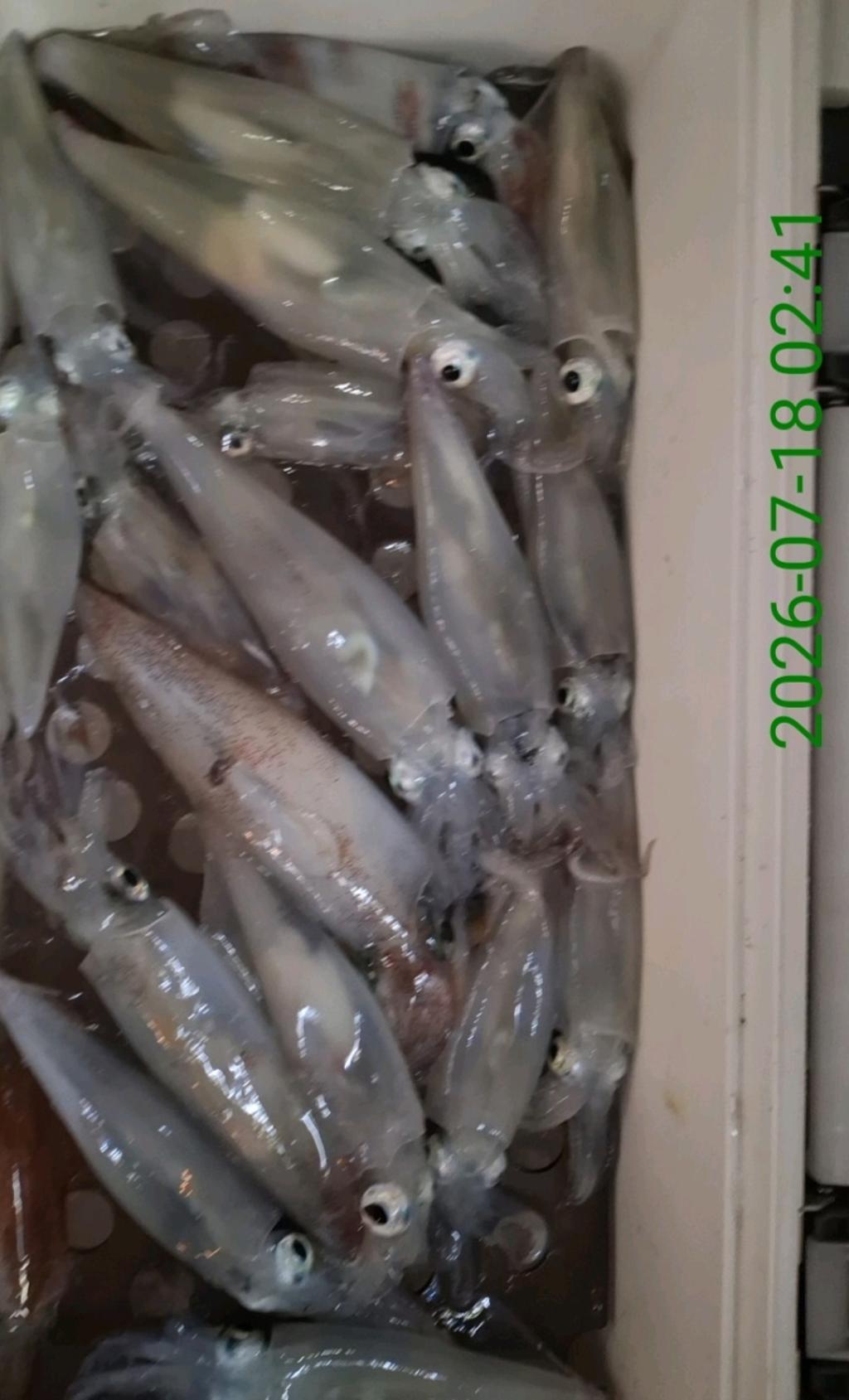 낚시뚜,기타 (직접입력),삼포항,삼포대교낚시,낚시뚜15