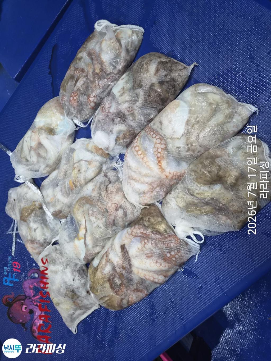 낚시뚜,돌문어,속천항(진해),라라피싱,낚시뚜10