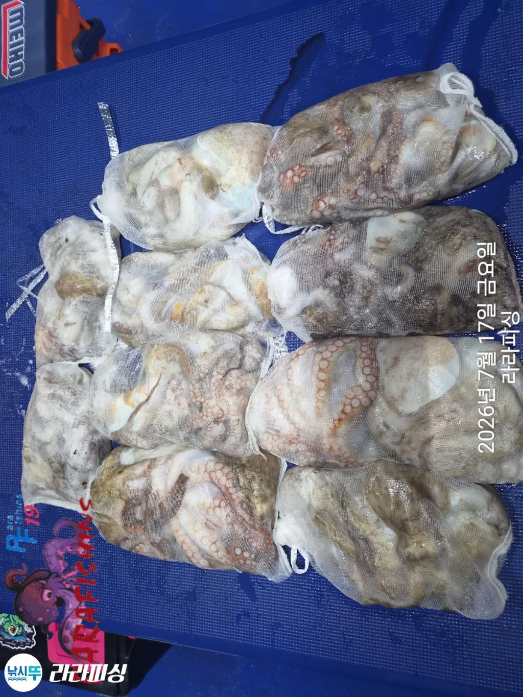 낚시뚜,돌문어,속천항(진해),라라피싱,낚시뚜17