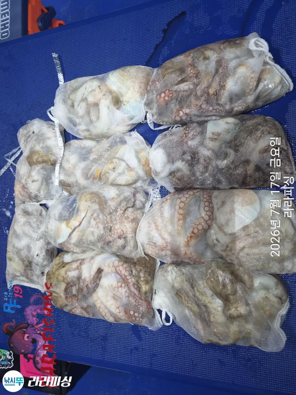 낚시뚜,돌문어,속천항(진해),라라피싱,낚시뚜16