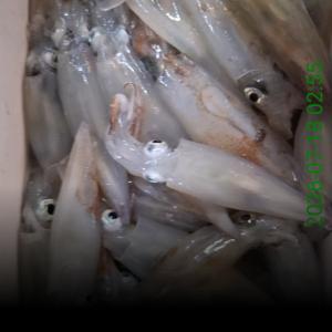 조황, 한치 ~~오늘 긴급3자리!!~~(오후4시출발)