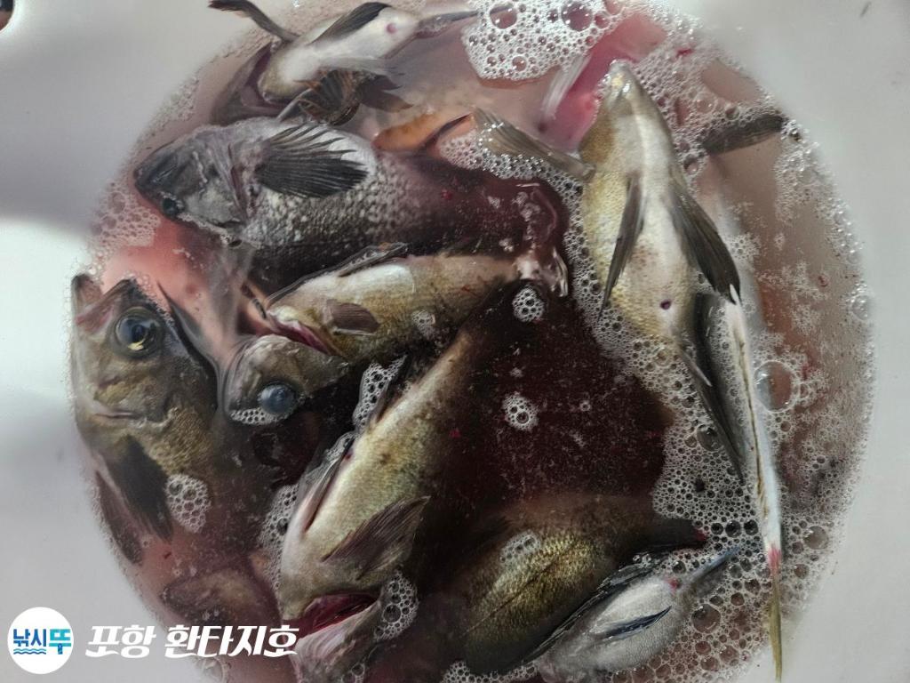 낚시뚜,볼락,포항 동빈항,포항 환타지호,낚시뚜5