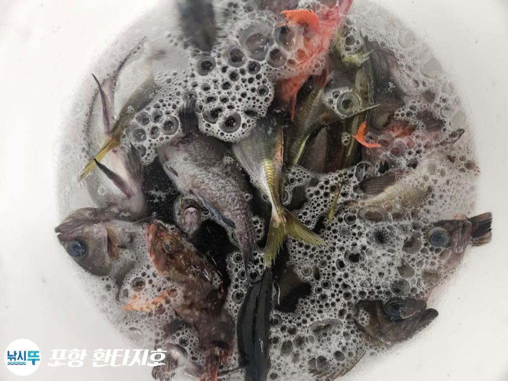 낚시뚜,볼락,포항 동빈항,포항 환타지호,낚시뚜1