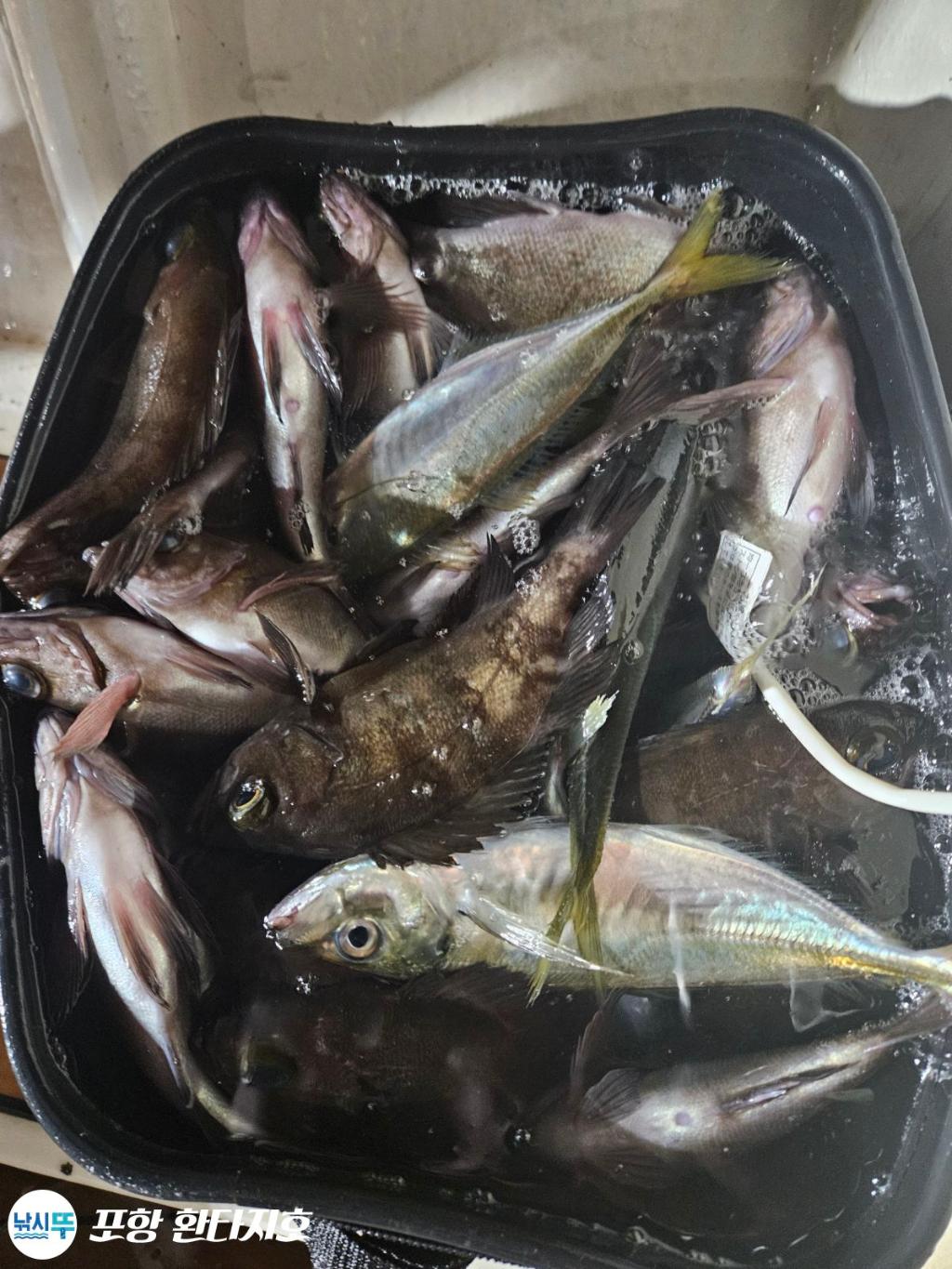 낚시뚜,볼락,포항 동빈항,포항 환타지호,낚시뚜0