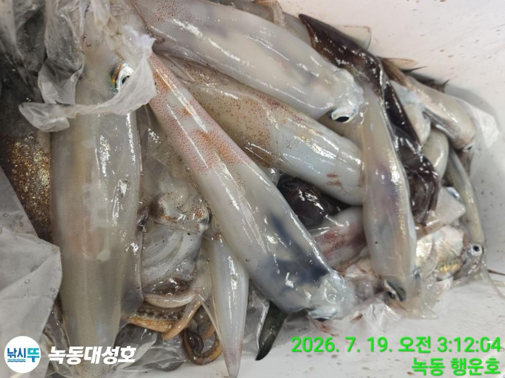 낚시뚜,한치,녹동항,녹동대성호,낚시뚜33