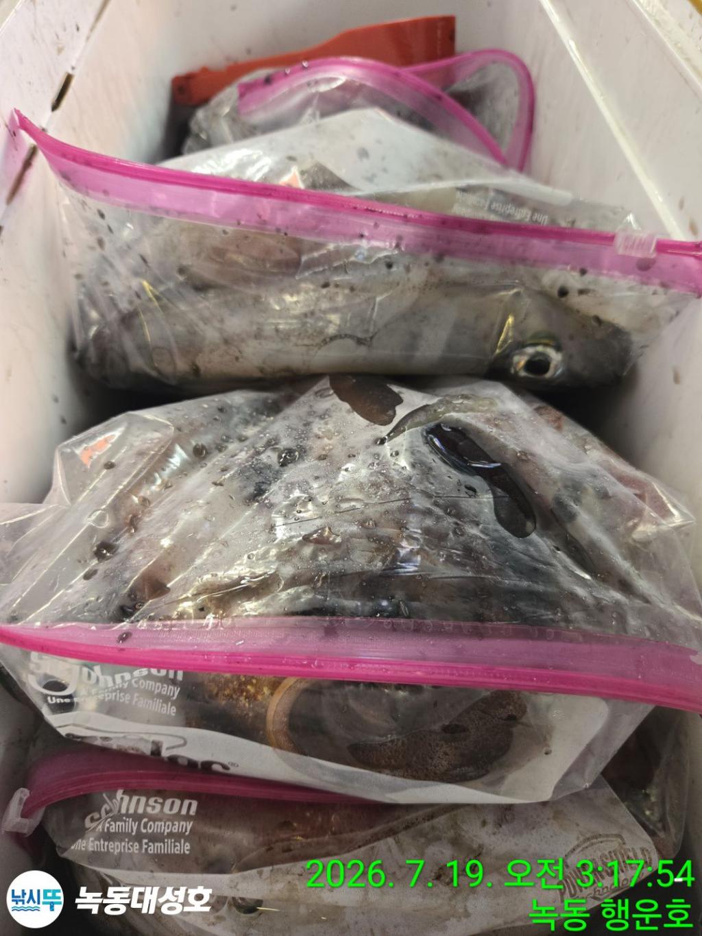 낚시뚜,한치,녹동항,녹동대성호,낚시뚜28