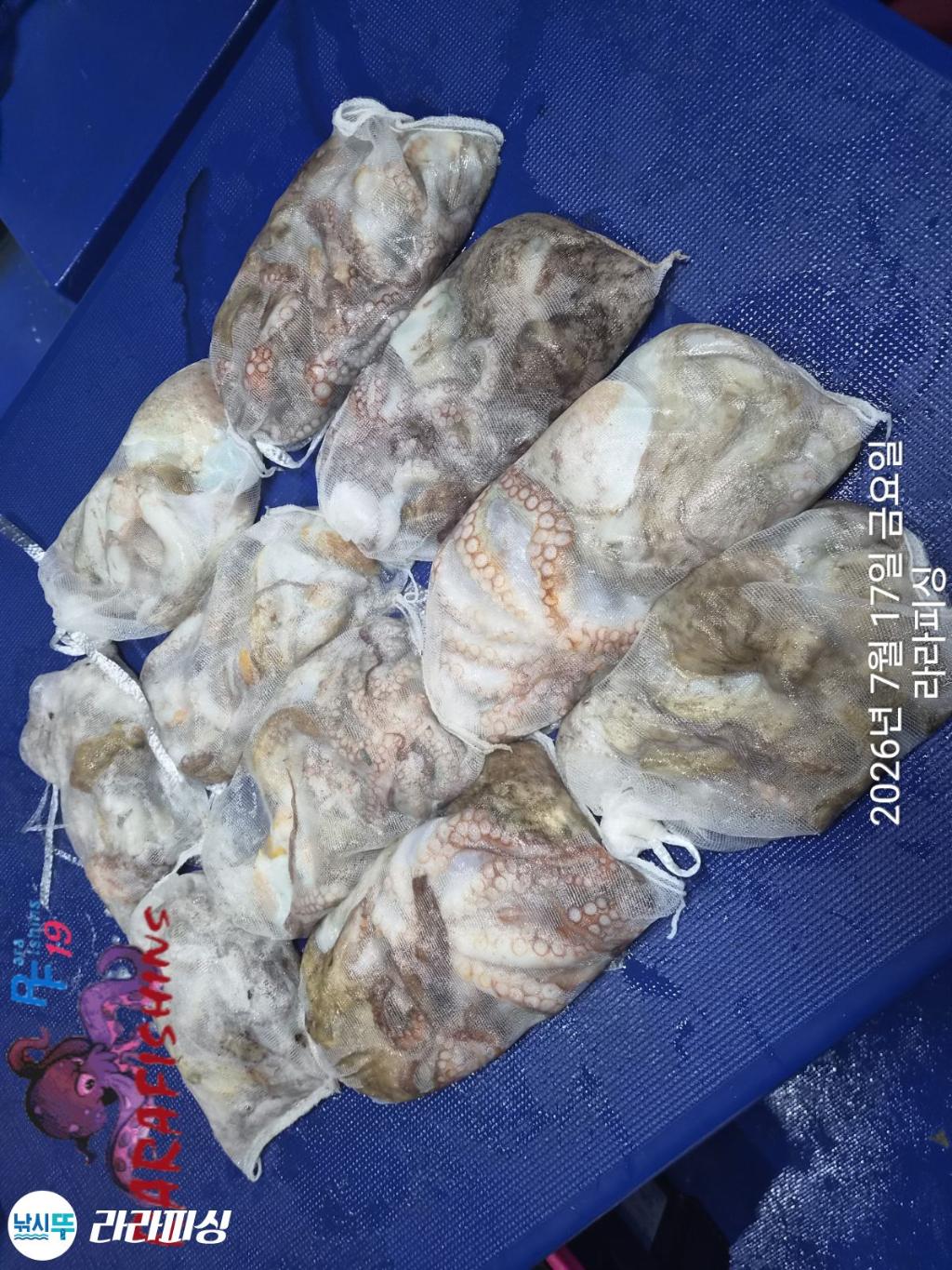 낚시뚜,돌문어,속천항(진해),라라피싱,낚시뚜12