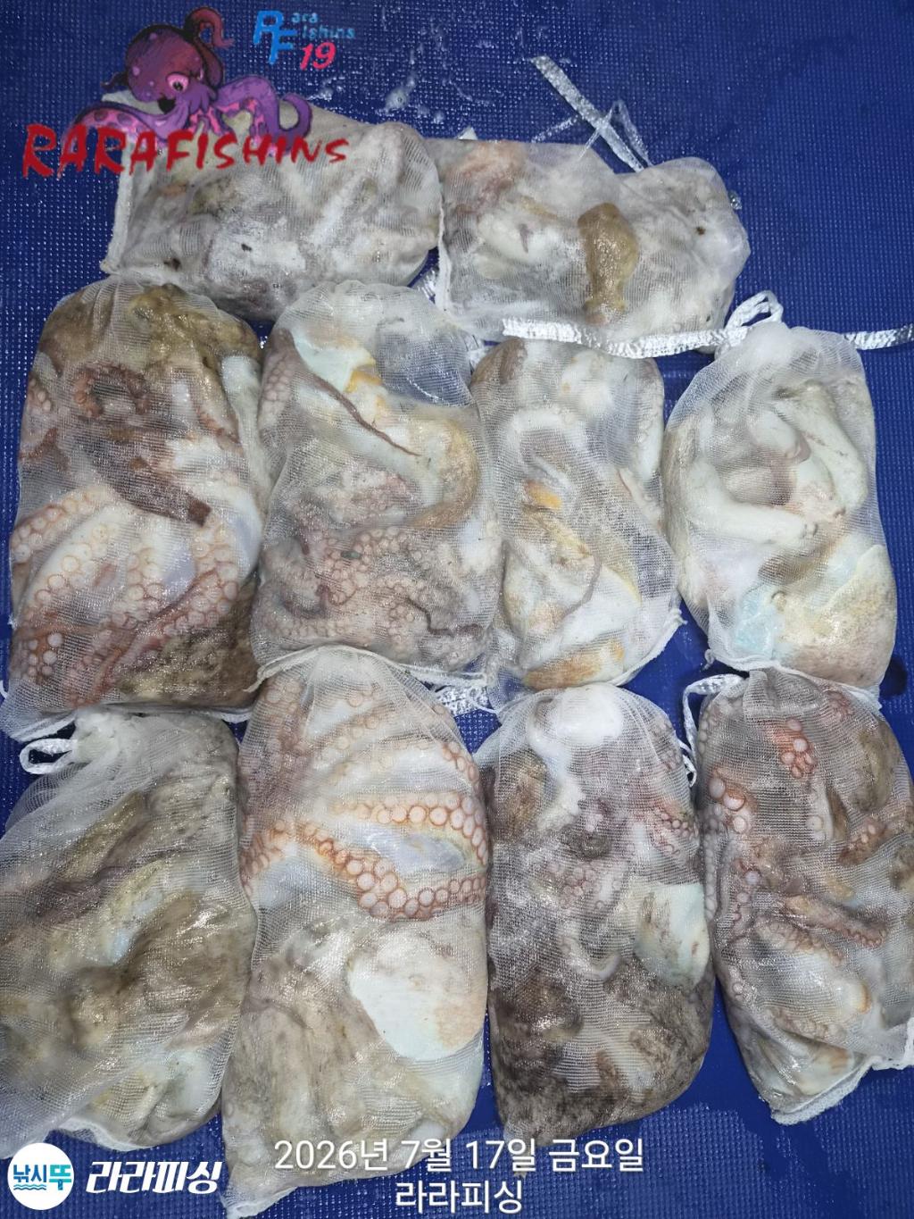 낚시뚜,돌문어,속천항(진해),라라피싱,낚시뚜1