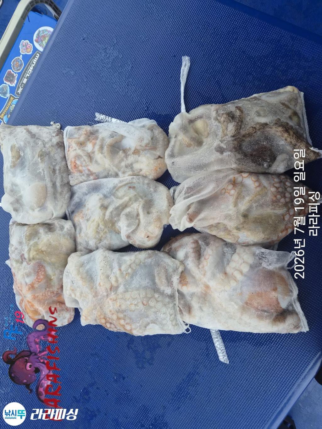 낚시뚜,돌문어,속천항(진해),라라피싱,낚시뚜13