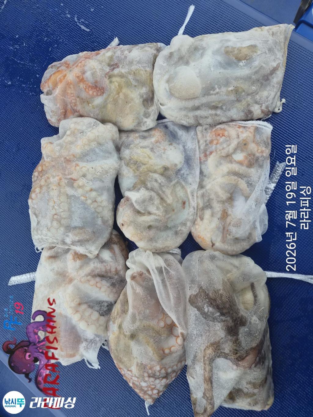 낚시뚜,돌문어,속천항(진해),라라피싱,낚시뚜12