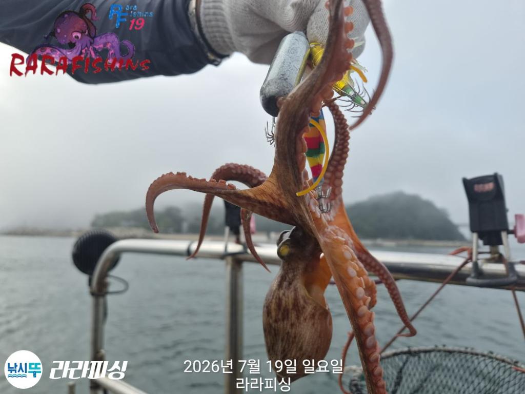 낚시뚜,돌문어,속천항(진해),라라피싱,낚시뚜10