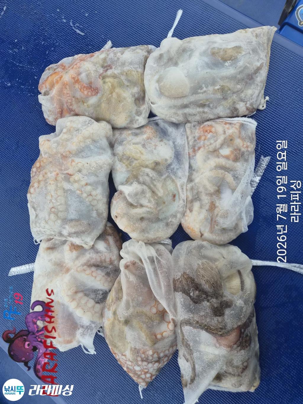 낚시뚜,돌문어,속천항(진해),라라피싱,낚시뚜12