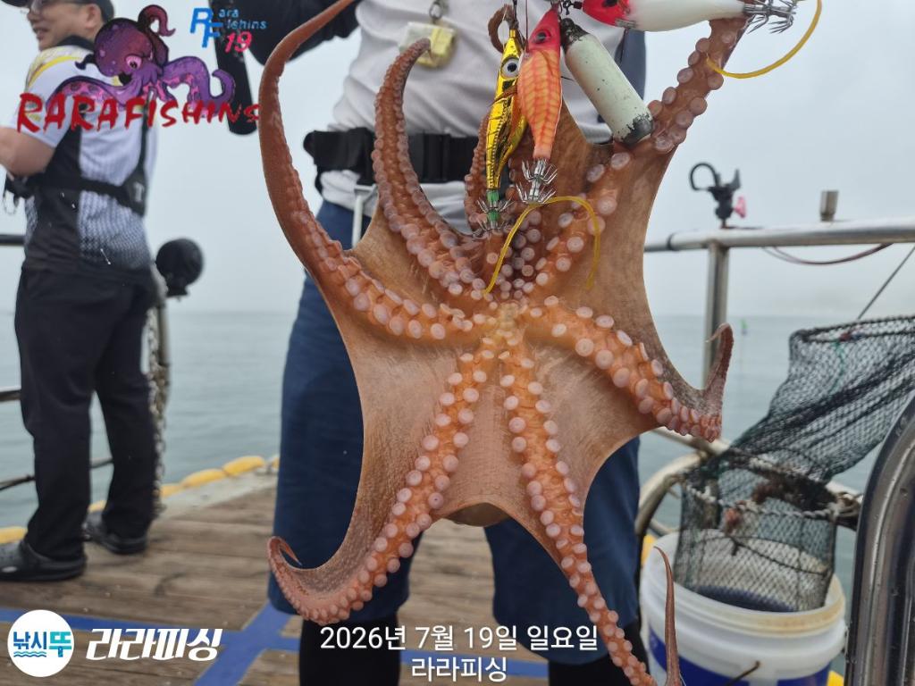 낚시뚜,돌문어,속천항(진해),라라피싱,낚시뚜7