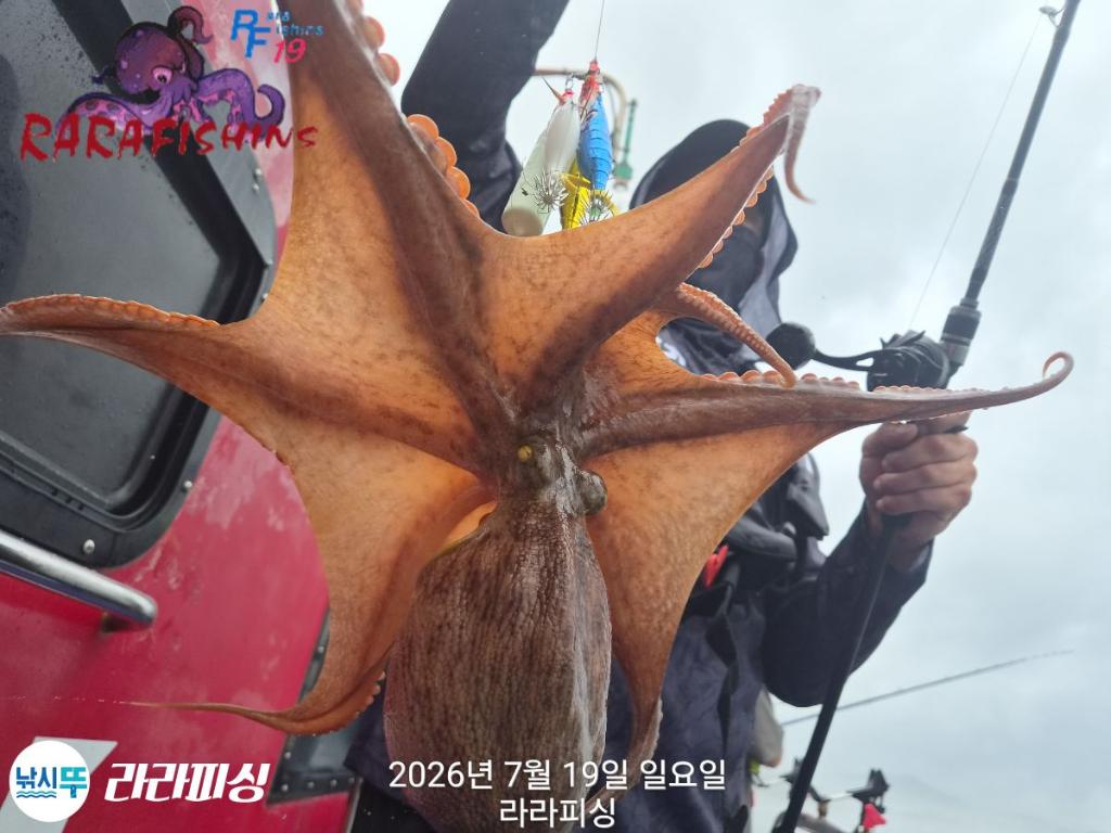 낚시뚜,돌문어,속천항(진해),라라피싱,낚시뚜2
