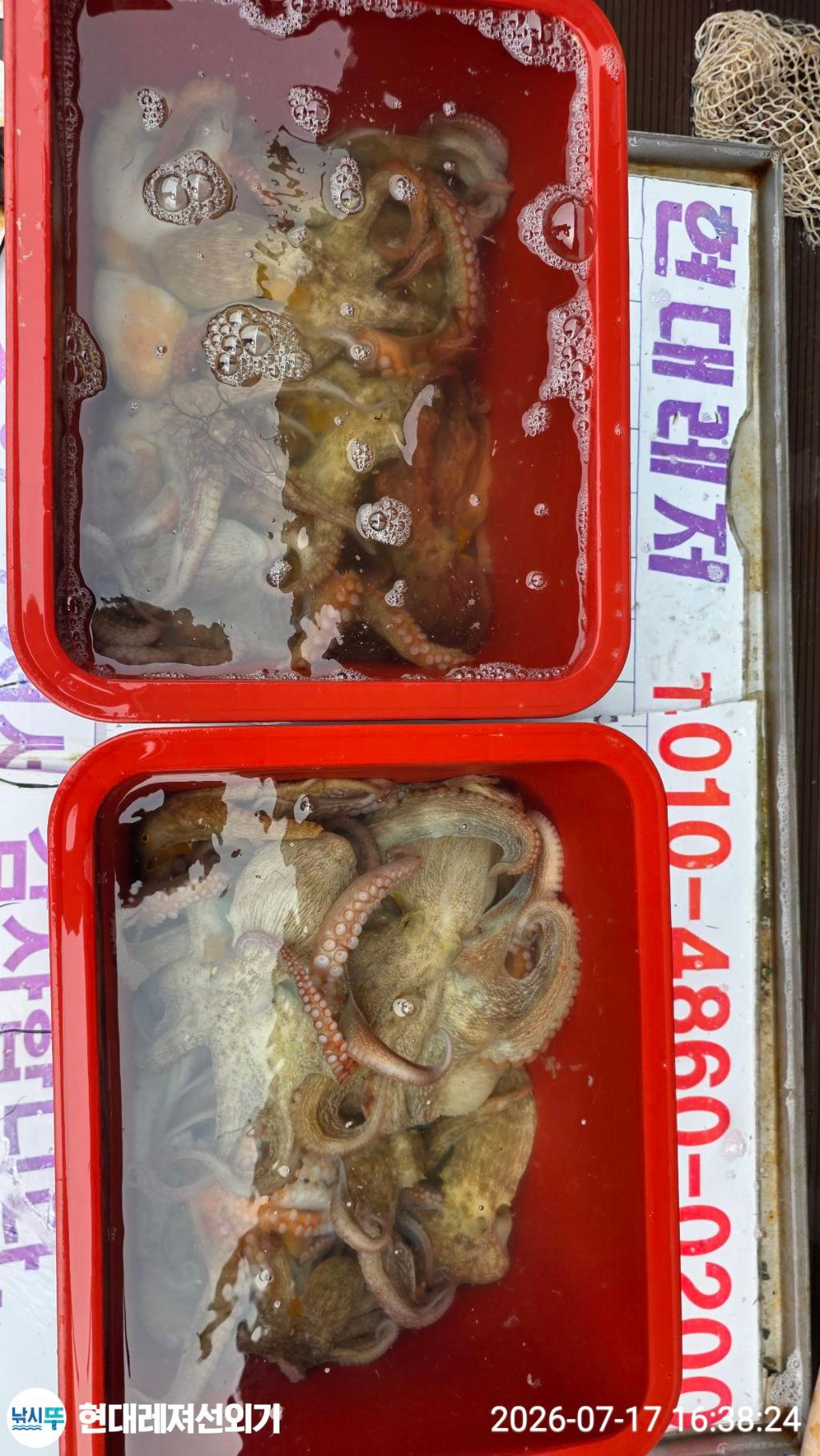 낚시뚜,돌문어,백조기,풍화상장마을,통영 현대레져선외기,낚시뚜3