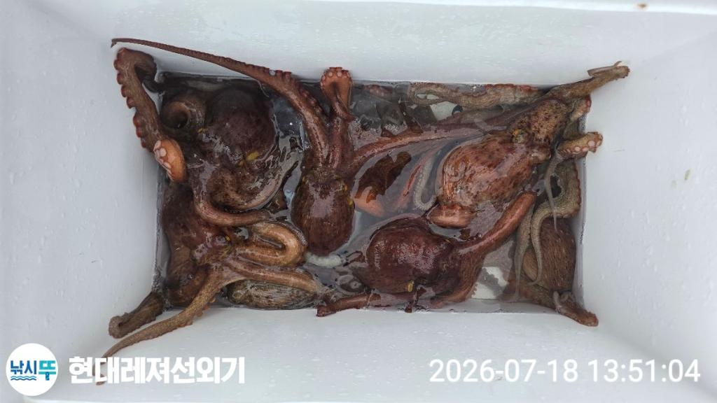 낚시뚜,돌문어,백조기,풍화상장마을,통영 현대레져선외기,낚시뚜0