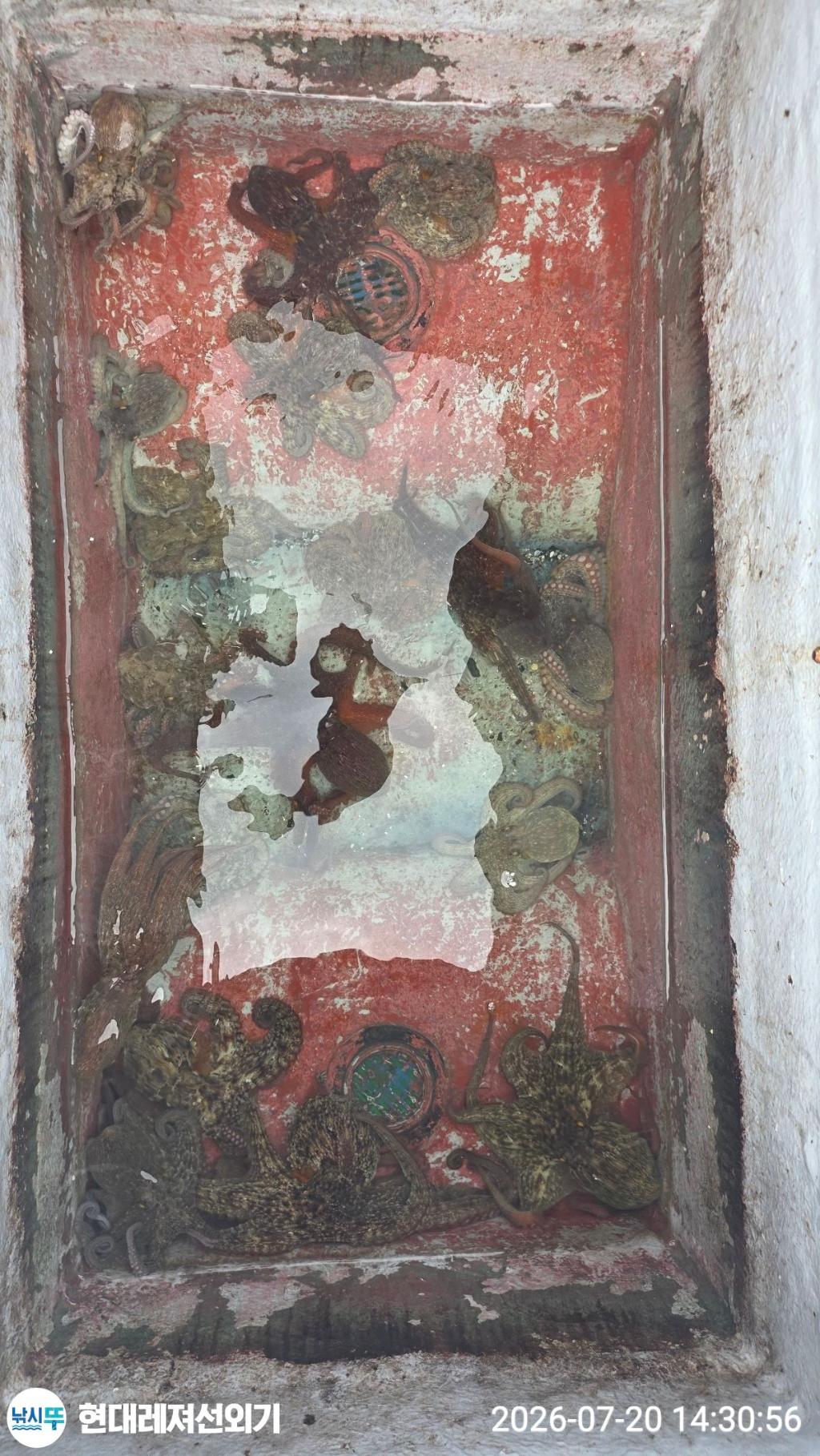 낚시뚜,돌문어,풍화상장마을,통영 현대레져선외기,낚시뚜2