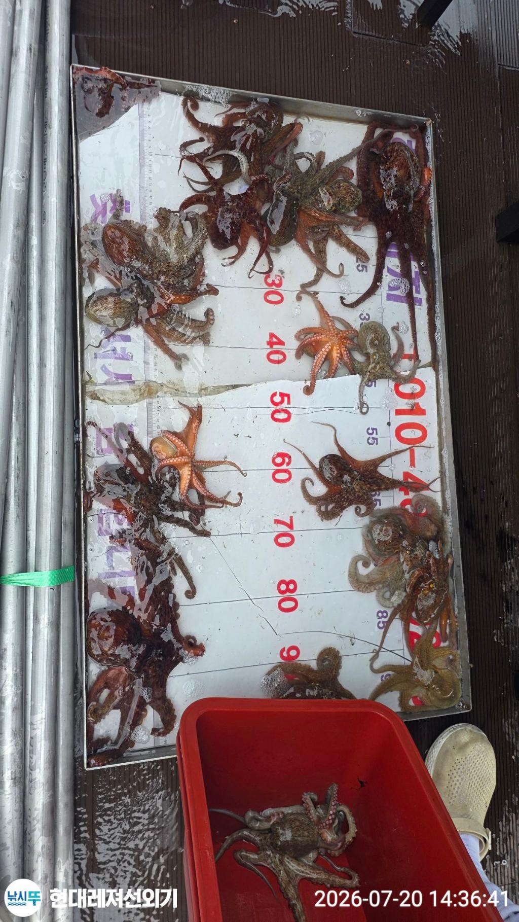 낚시뚜,돌문어,풍화상장마을,통영 현대레져선외기,낚시뚜0
