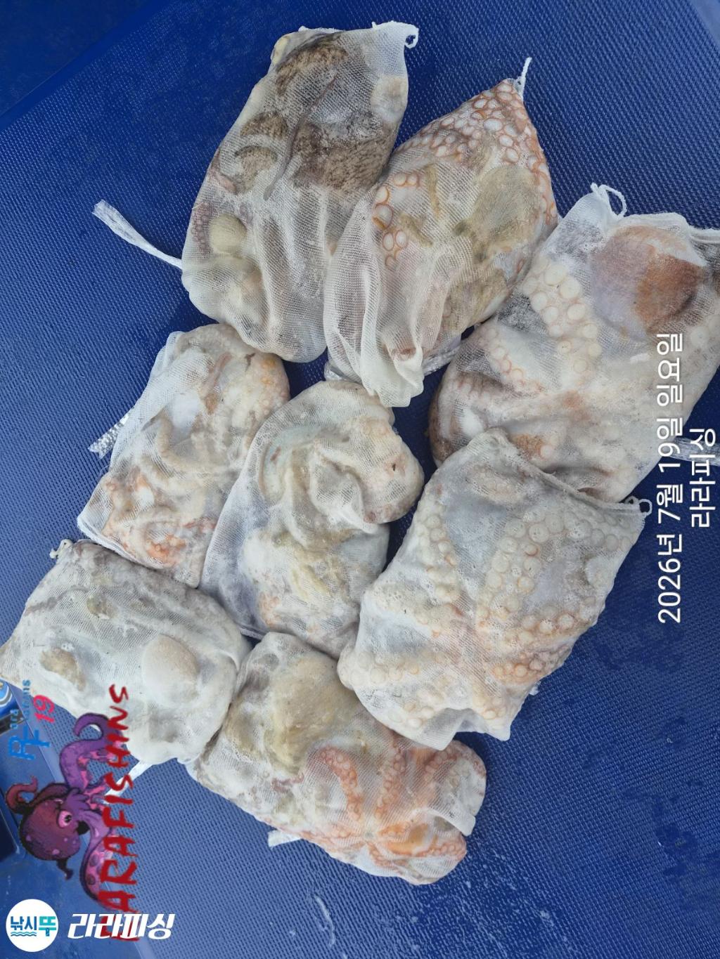 낚시뚜,돌문어,속천항(진해),라라피싱,낚시뚜19