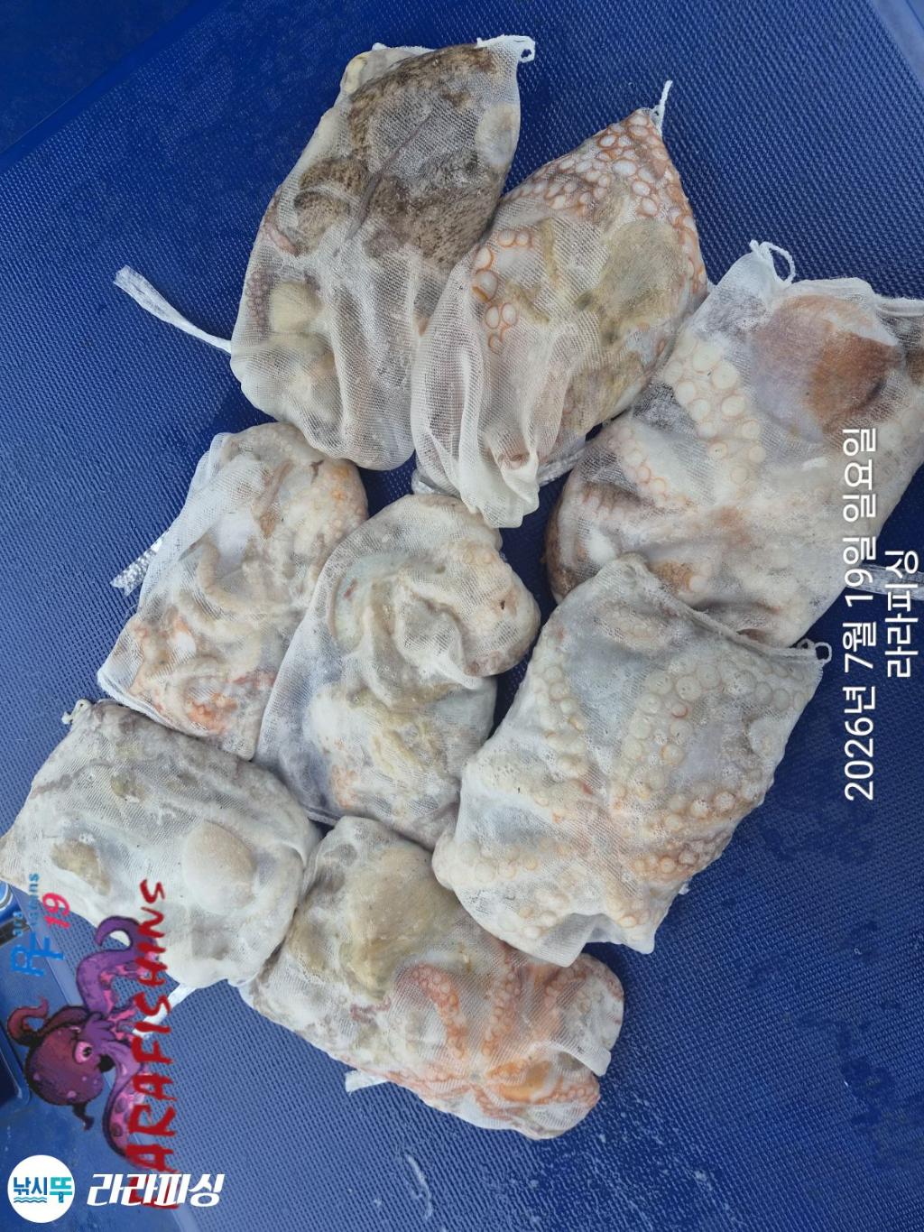 낚시뚜,돌문어,속천항(진해),라라피싱,낚시뚜18
