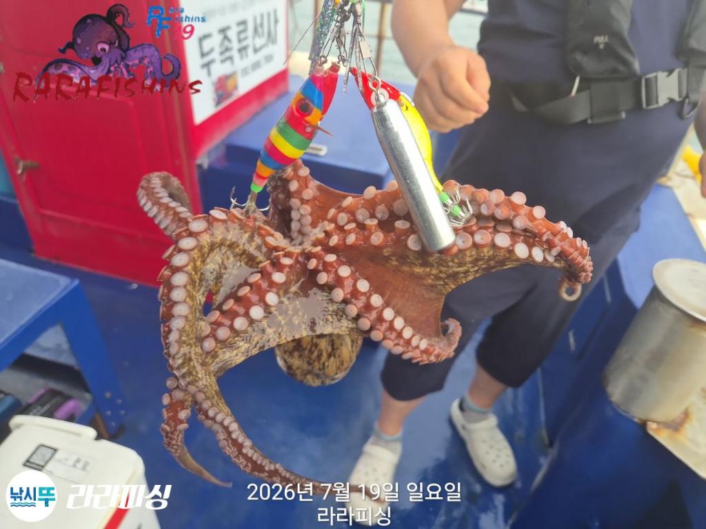 낚시뚜,돌문어,속천항(진해),라라피싱,낚시뚜12