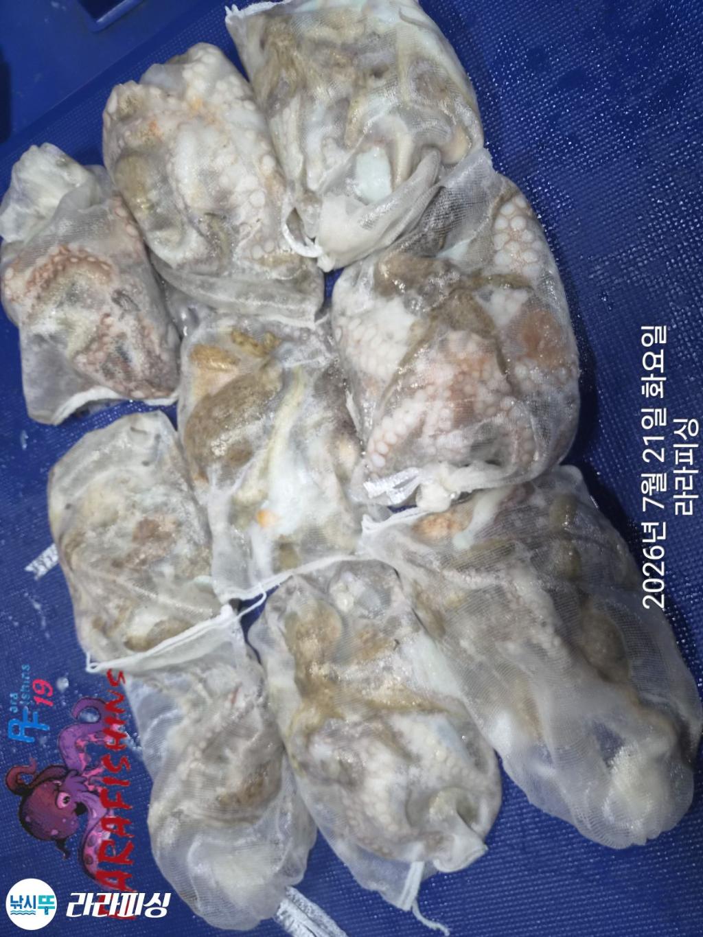 낚시뚜,돌문어,속천항(진해),라라피싱,낚시뚜10
