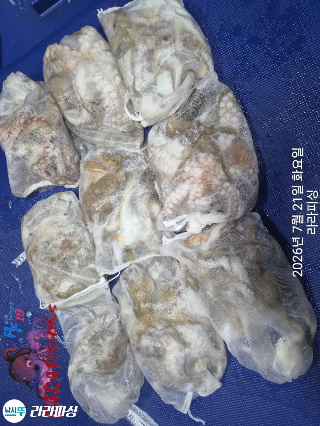 낚시뚜,돌문어,속천항(진해),라라피싱,낚시뚜9