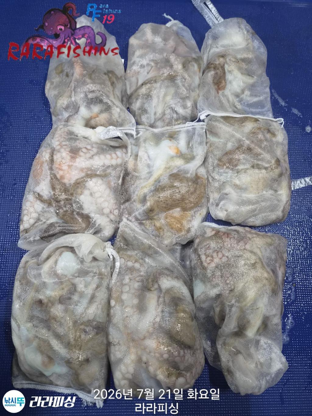 낚시뚜,돌문어,속천항(진해),라라피싱,낚시뚜1