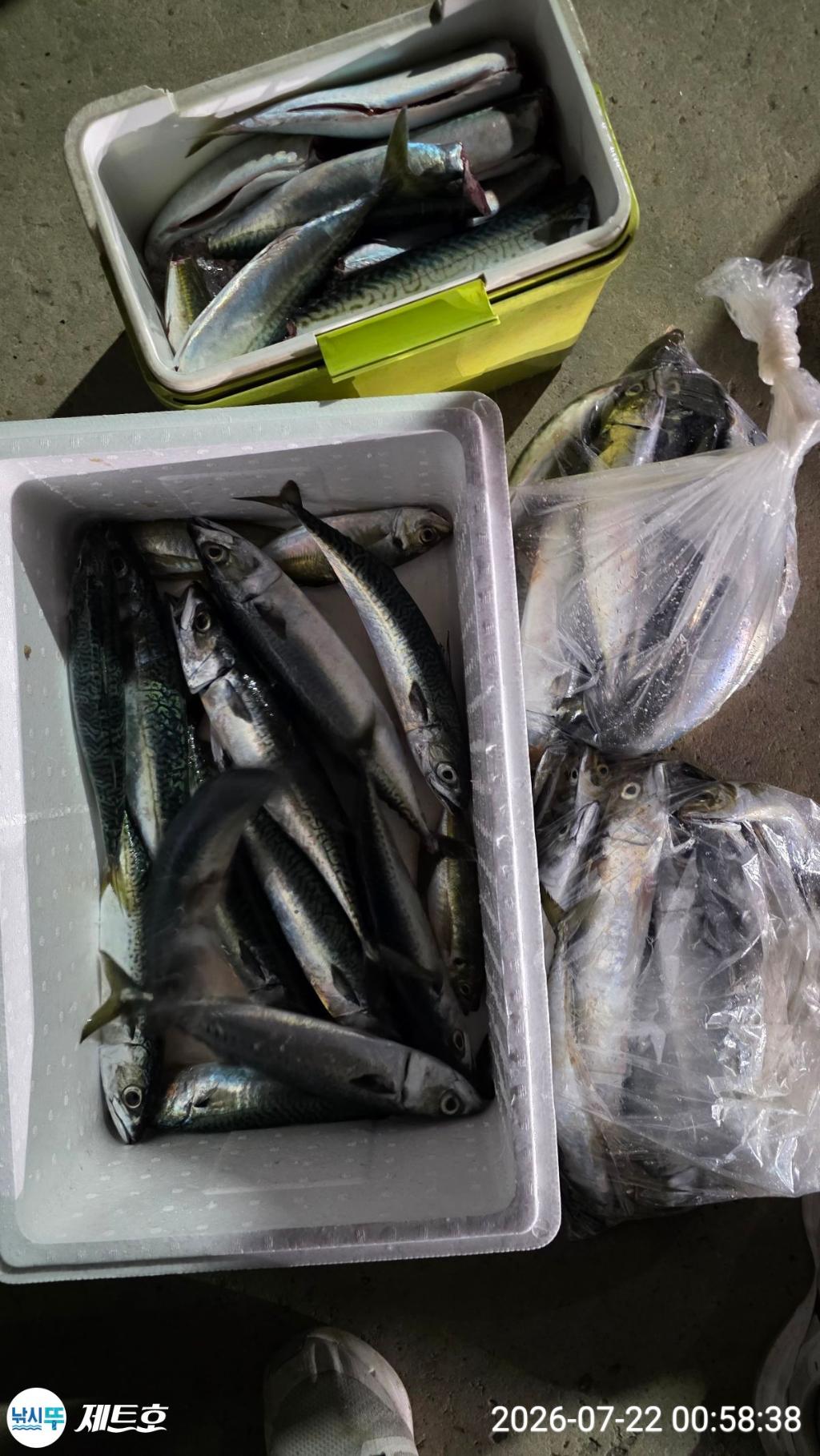 낚시뚜,고등어,전갱이,영일만항,포항 제트호,낚시뚜28