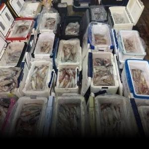 조황, 한치 ~~또 터집니다 ~(목.금.토.예약가능)