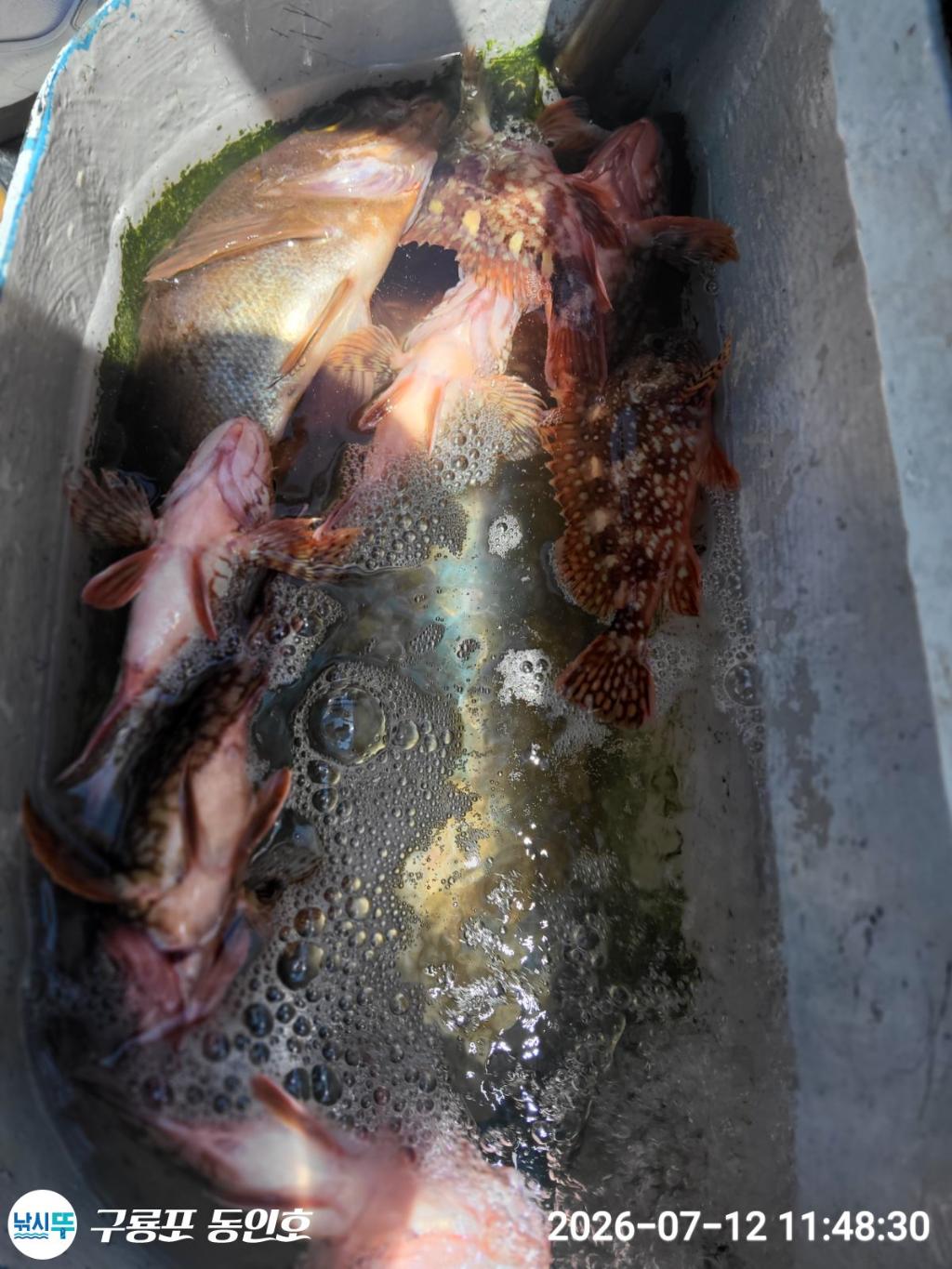 낚시뚜,볼락,쏨뱅이,구룡포항,구룡포 동인호,낚시뚜11
