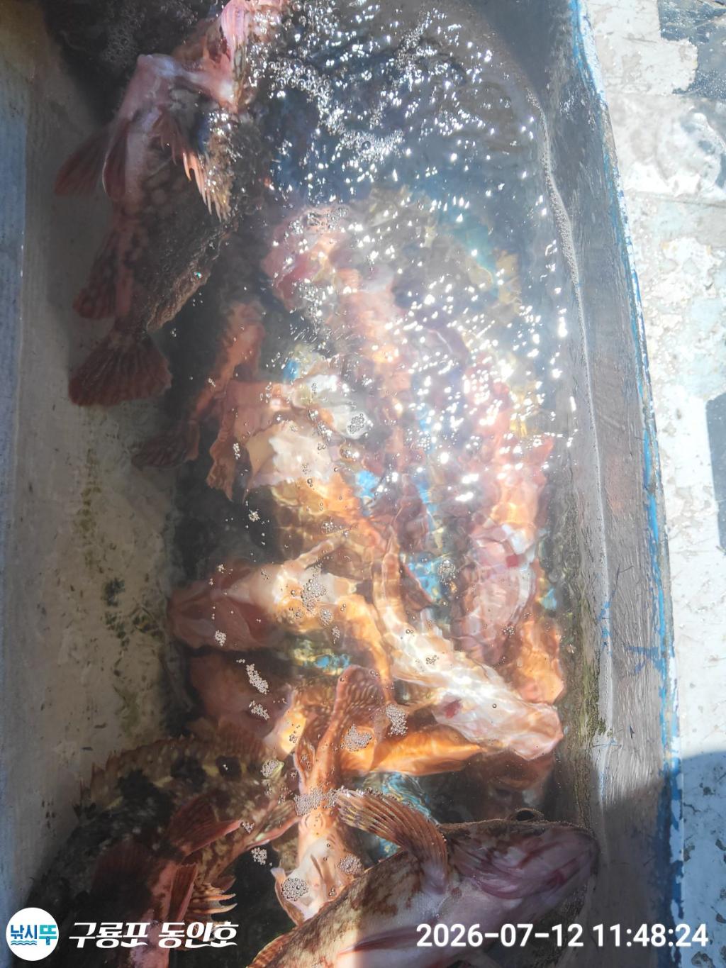 낚시뚜,볼락,쏨뱅이,구룡포항,구룡포 동인호,낚시뚜10
