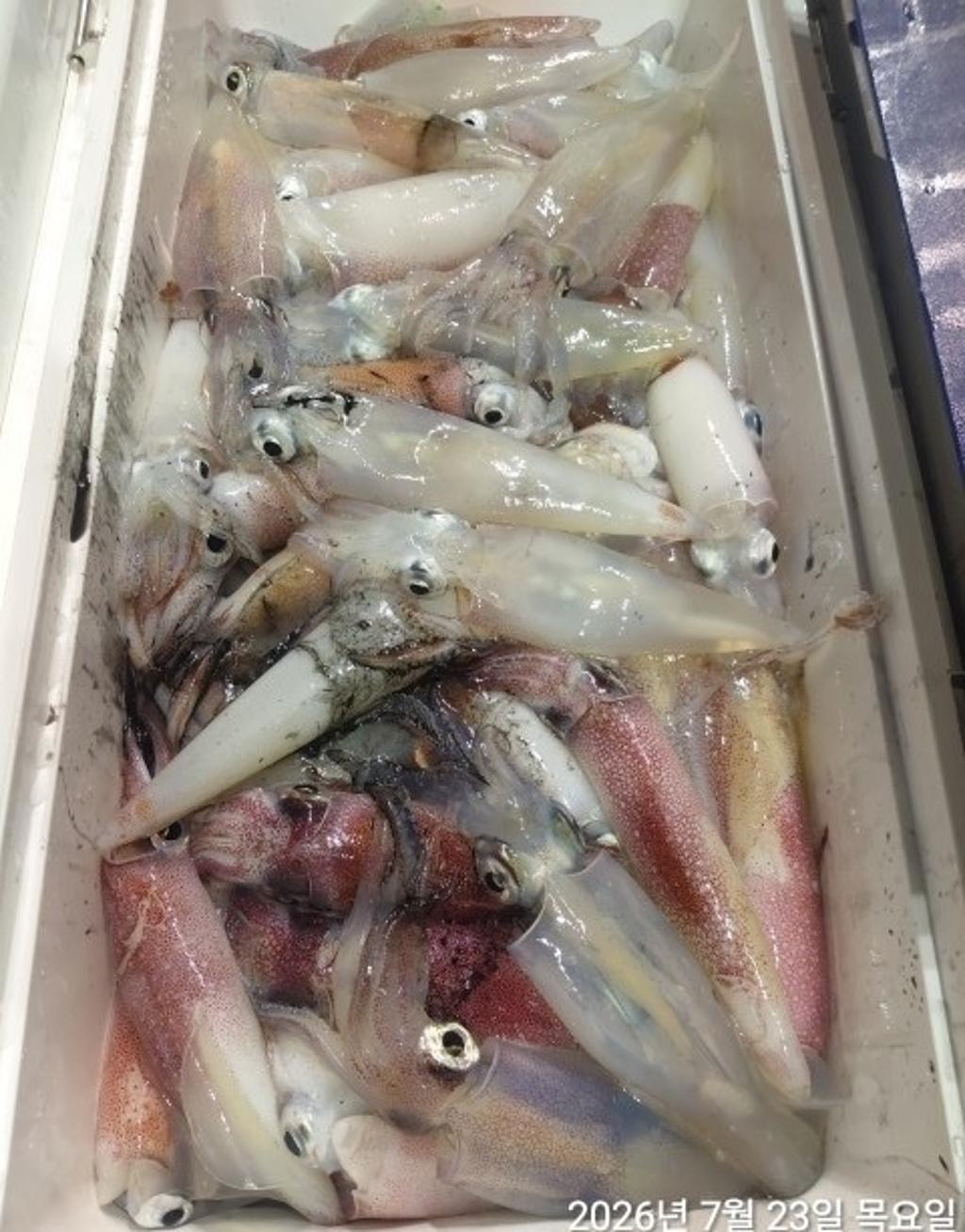 낚시뚜,기타 (직접입력),삼포항,삼포대교낚시,낚시뚜3