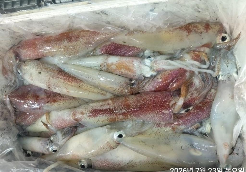 낚시뚜,기타 (직접입력),삼포항,삼포대교낚시,낚시뚜5