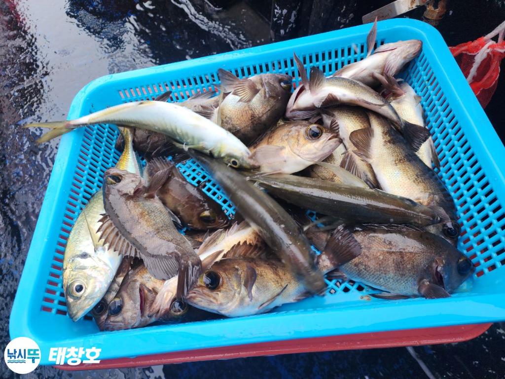 낚시뚜,볼락,영일만항,태창호,낚시뚜9