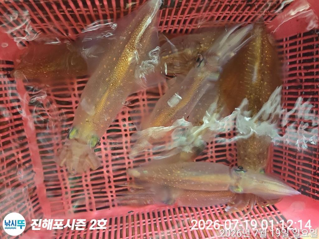 낚시뚜,한치,진해행암항,진해포시즌 2호,낚시뚜9