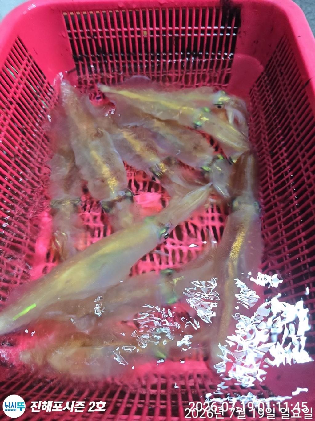 낚시뚜,한치,진해행암항,진해포시즌 2호,낚시뚜8