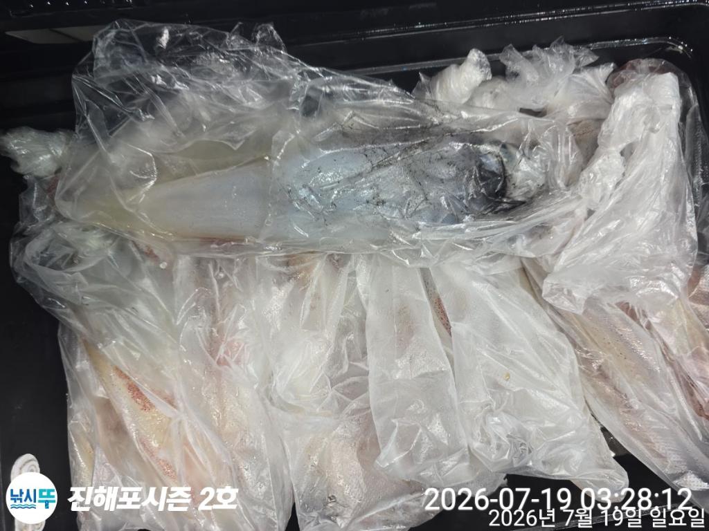 낚시뚜,한치,진해행암항,진해포시즌 2호,낚시뚜6