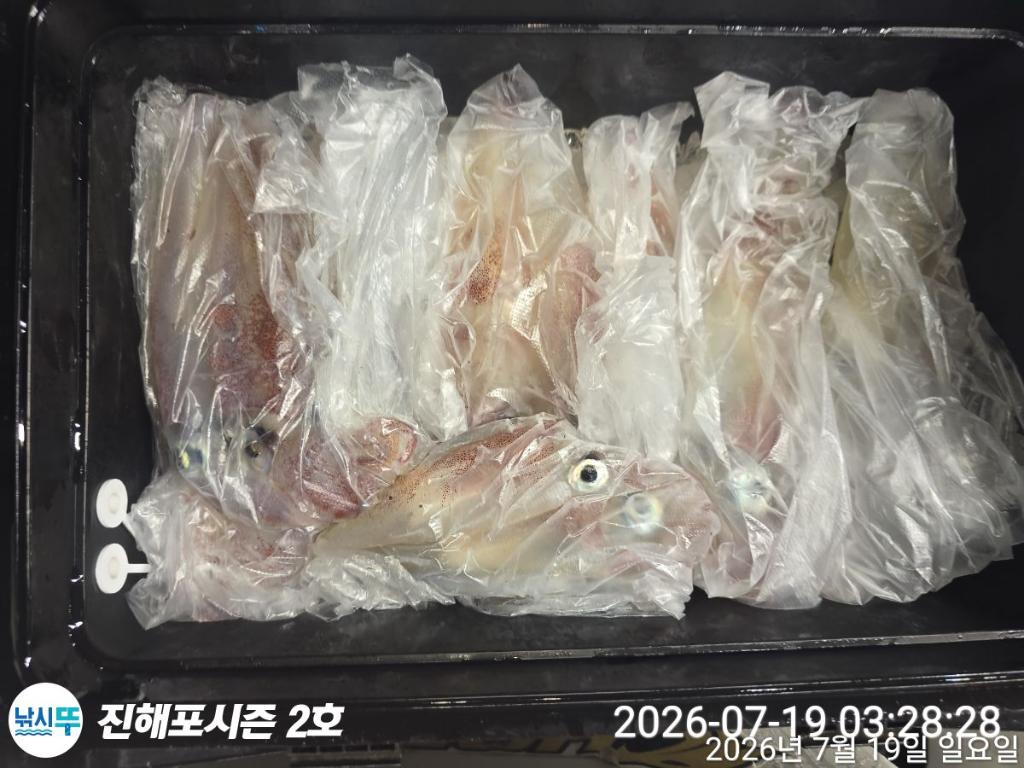 낚시뚜,한치,진해행암항,진해포시즌 2호,낚시뚜5