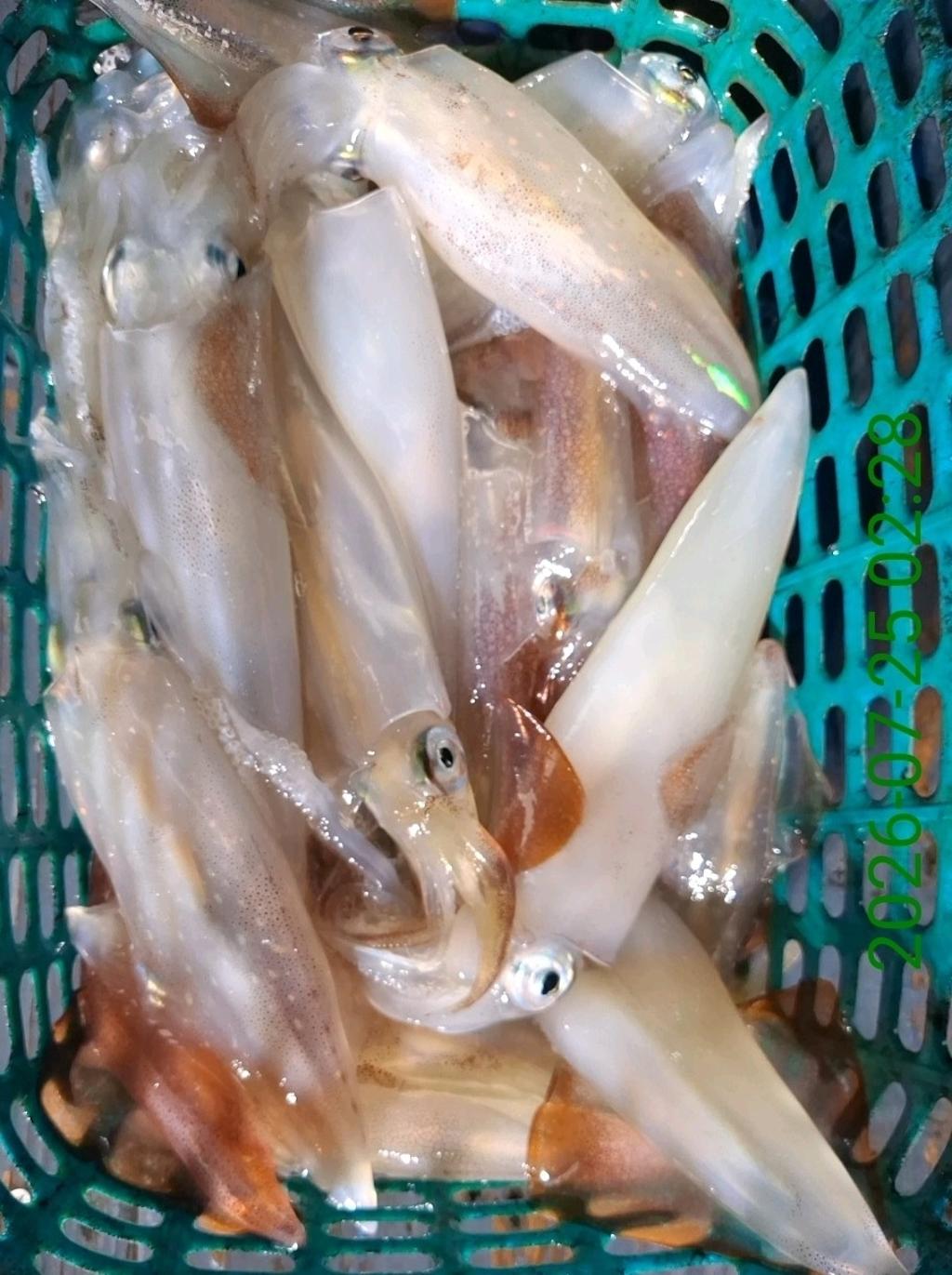 낚시뚜,기타 (직접입력),삼포항,삼포대교낚시,낚시뚜11