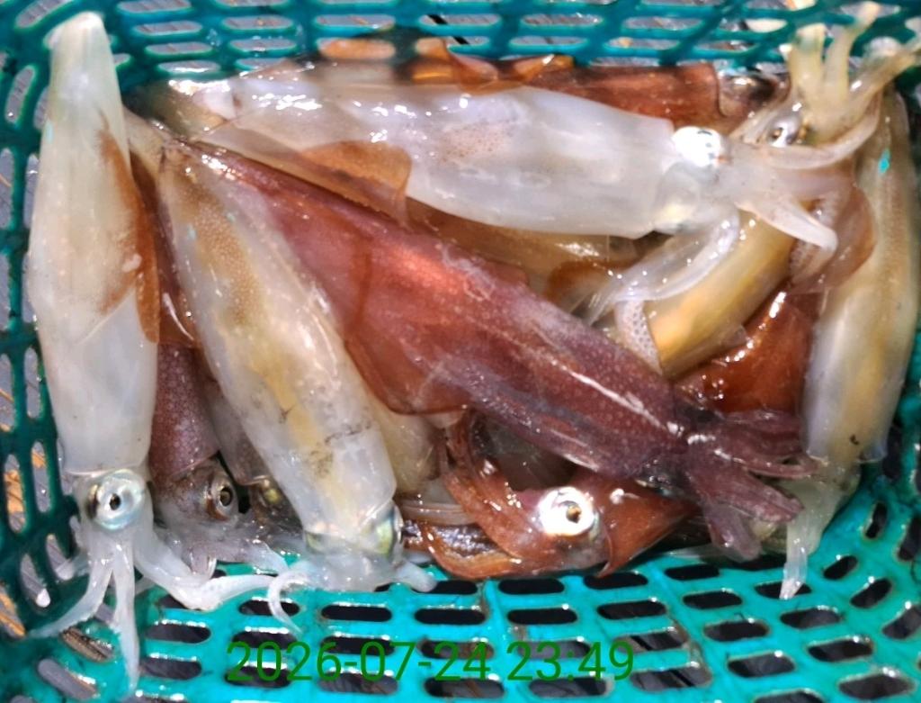 낚시뚜,기타 (직접입력),삼포항,삼포대교낚시,낚시뚜12