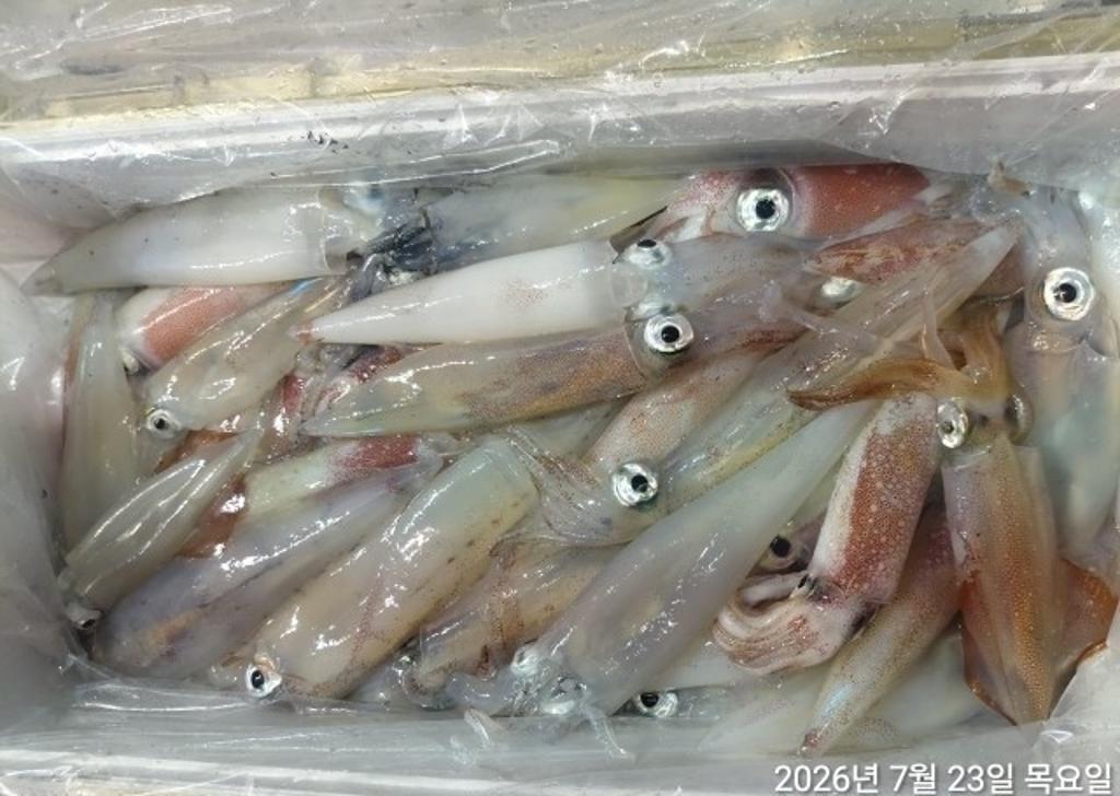 낚시뚜,기타 (직접입력),삼포항,삼포대교낚시,낚시뚜15