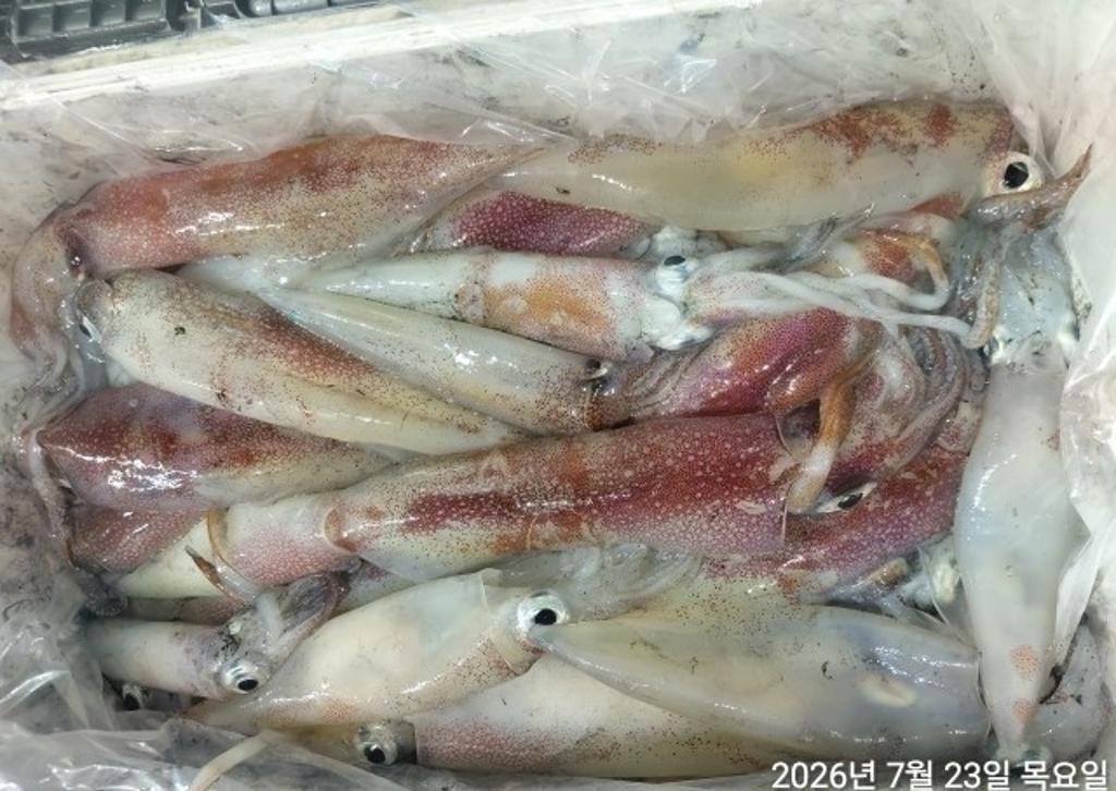 낚시뚜,기타 (직접입력),삼포항,삼포대교낚시,낚시뚜18