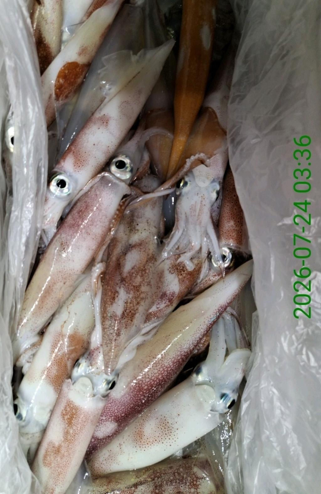 낚시뚜,기타 (직접입력),삼포항,삼포대교낚시,낚시뚜21