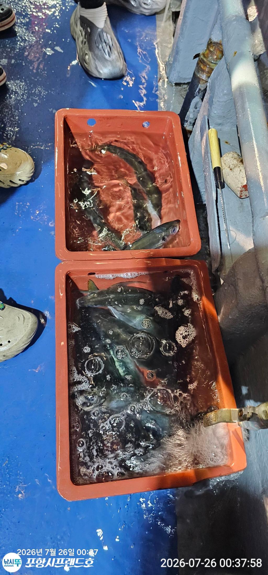 낚시뚜,전갱이,고등어,영일만항,포항시프랜드호,낚시뚜2