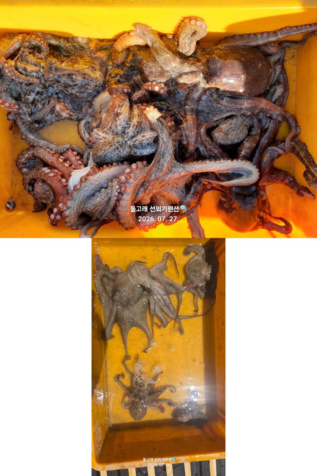 낚시뚜,문어,풍화상장마을,풍화리돌고래낚시,낚시뚜0