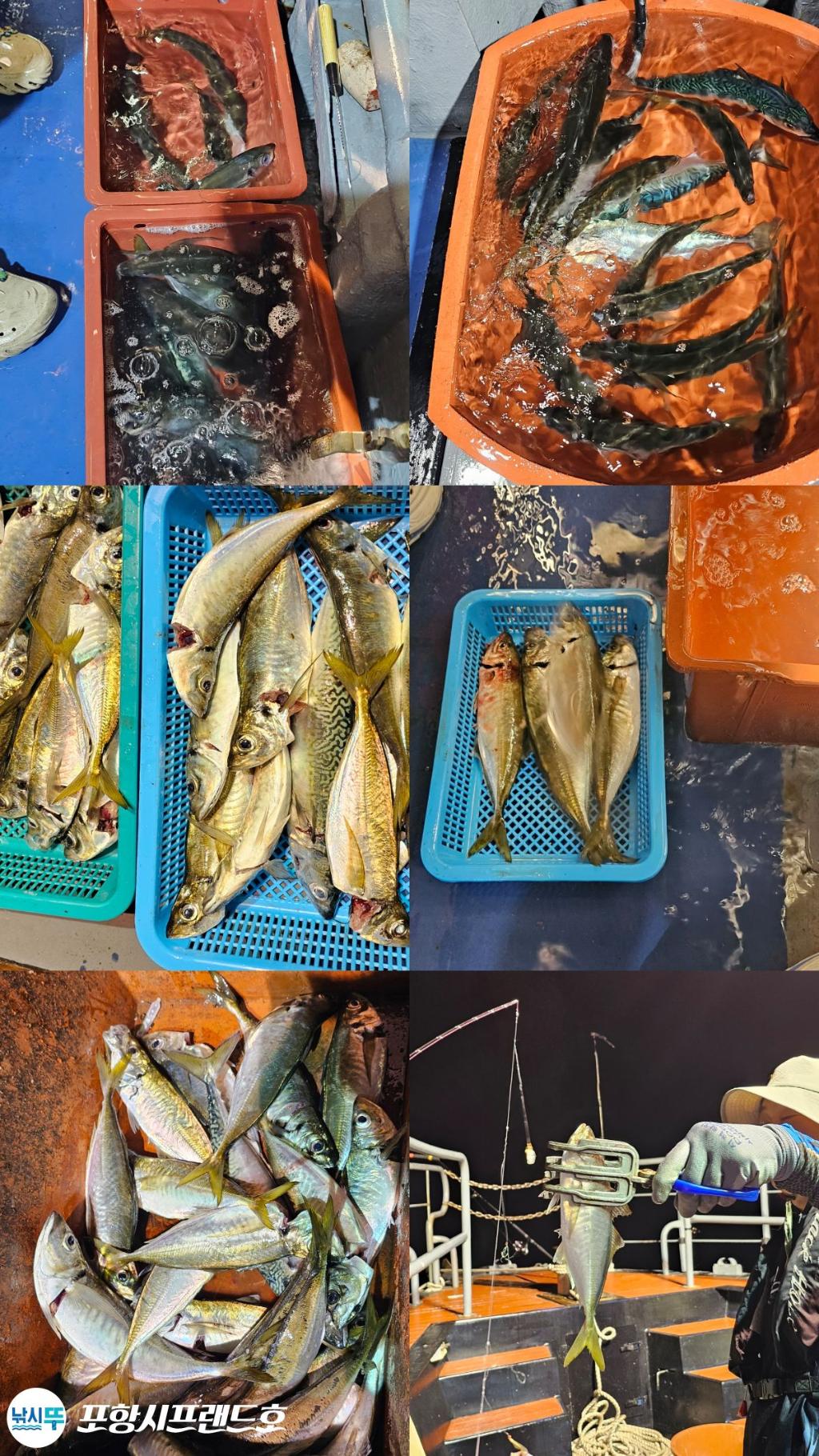 낚시뚜,전갱이,고등어,영일만항,포항시프랜드호,낚시뚜2